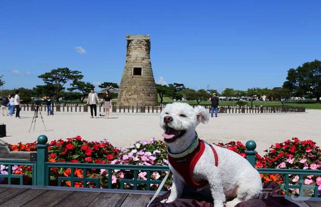 본문 이미지 - 첨성대 앞에서 반려견 인증사진 찍기(경주시청 제공)