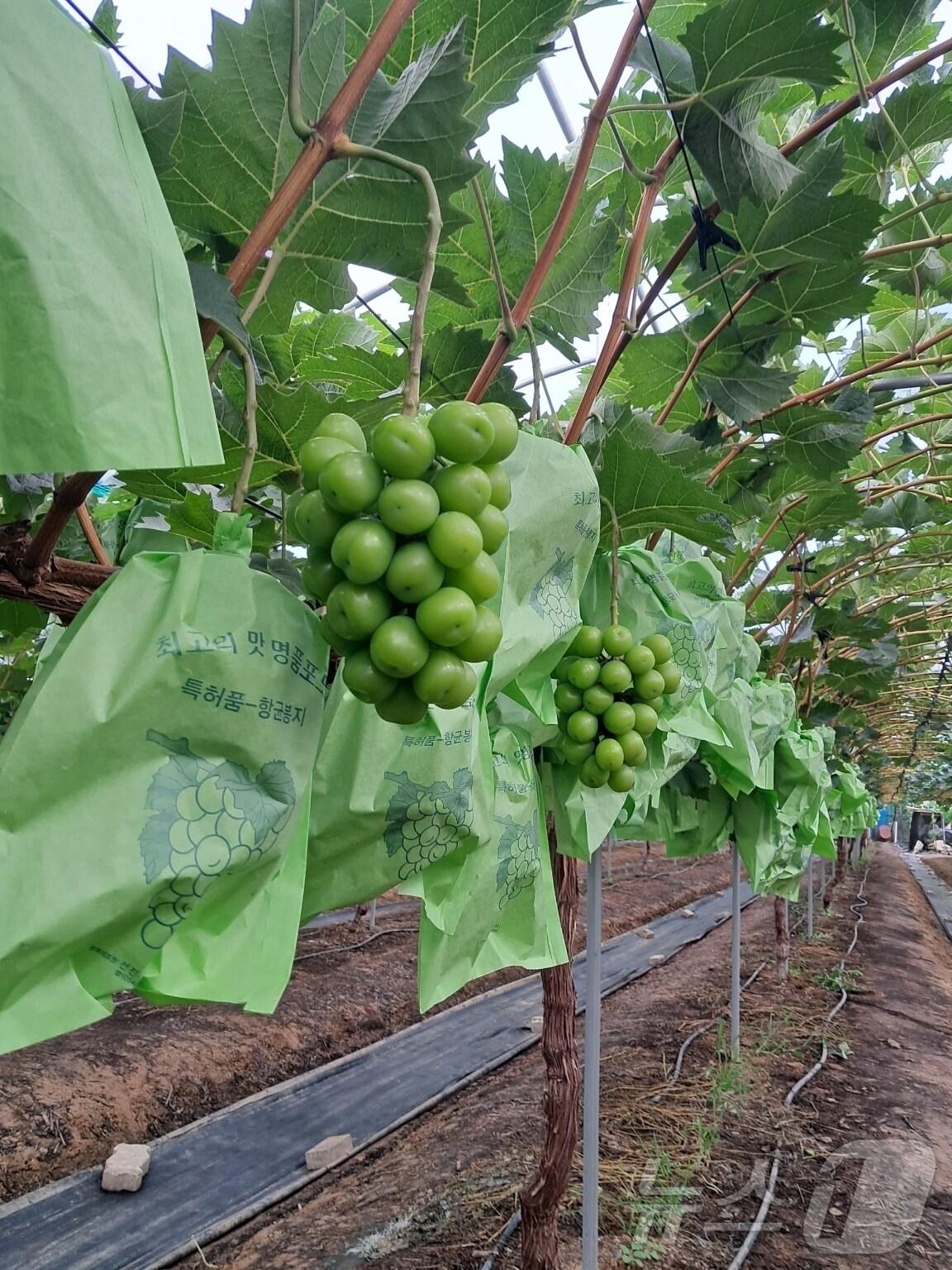 본문 이미지 - 재배된 샤인머스캣(김포 샤인머스캣 수출작목회 제공)/뉴스1