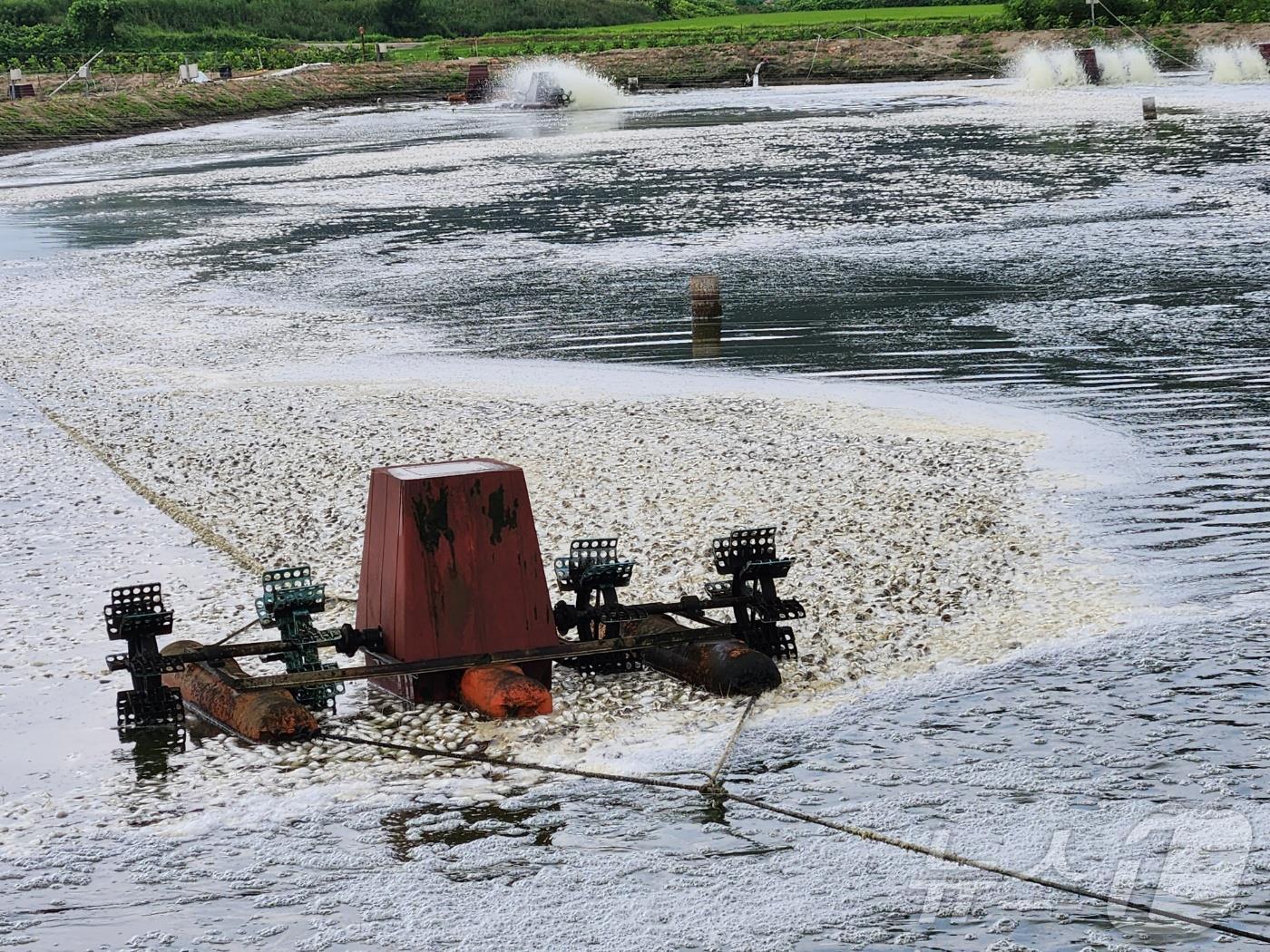 본문 이미지 - 거품처럼 보이는 흰색 띠는 폐사한 메기가 수면 위로 떠올라 있는 모습.(양어장 대표 제공)2024.8.3/뉴스1
