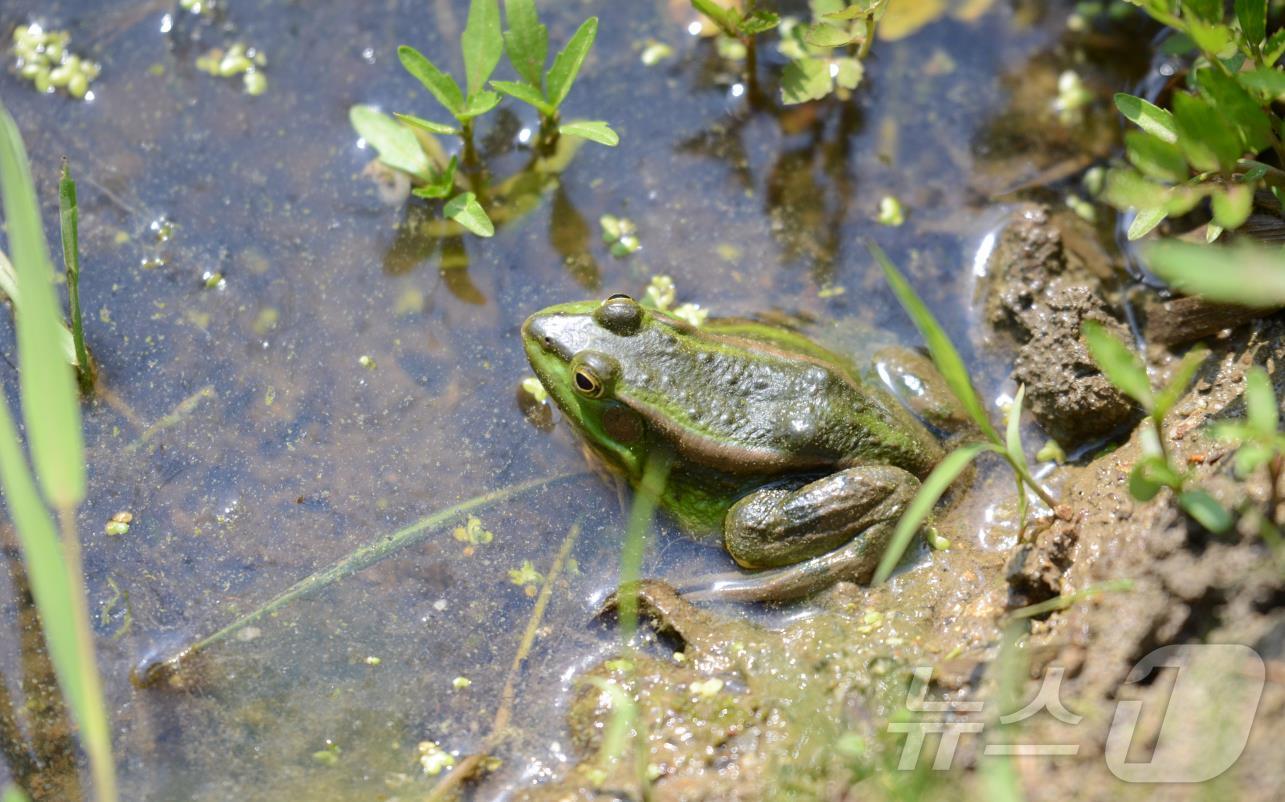 본문 이미지 -  서울대공원 금개구리 (서울대공원 제공)