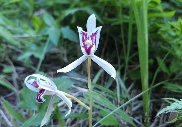 본문 이미지 - 제주 제2공항 예정지 인근 오름에서 발견된 멸종위기 야생생물 2급 대흥란.(제주제2공항강행저지비상도민회의 제공)/뉴스1 