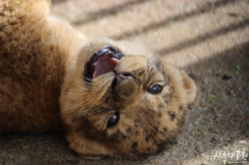 본문 이미지 -  아기 사자 시절 수사자 '레옹' (서울대공원 블로그 갈무리) 