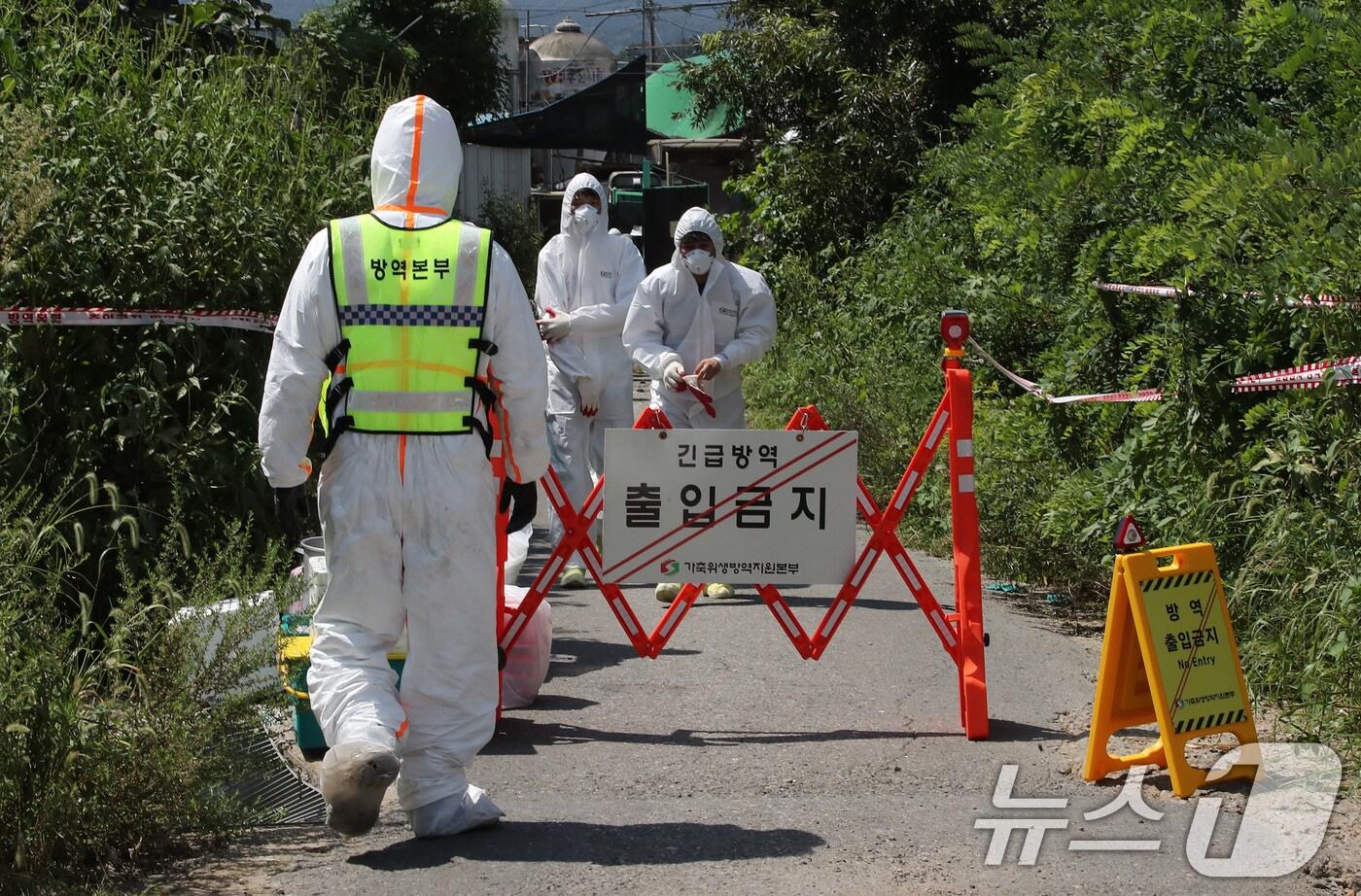 31일 경기도 김포시 한 양돈농가에 아프리카돼지열병(ASF)이 발병해 방역 관계자들이 차량을 통제하고 방역작업을 하고 있다. 중수본은 초동방역팀과 역학조사반을 보내 출입을 통제하고 발병 경로를 조사하고 있으며, 이 농장에서 기르는 돼지는 긴급행동 지침에 따라 살처분할 예정이다. 2024.8.31/뉴스1 ⓒ News1 박세연 기자