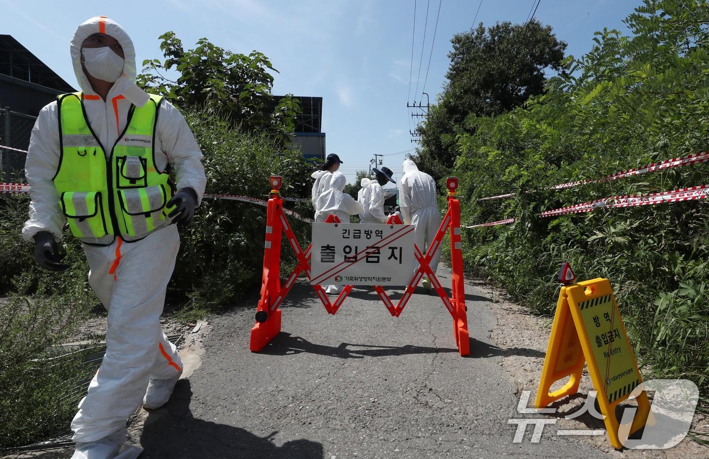 31일 경기도 김포시 한 양돈농가에 아프리카돼지열병&#40;ASF&#41;이 발병해 방역 관계자들이 출입을 통제하고 방역작업을 하고 있다. 2024.8.31/뉴스1 ⓒ News1 박세연 기자