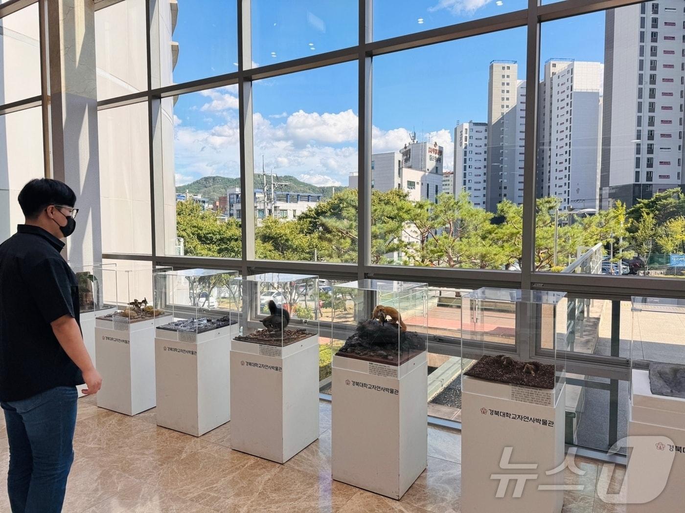 본문 이미지 - 구수산도서관 1층 로비에 전시된 '찾아가는 대학박물관' 전시 전경(행복북구문화재단 제공)