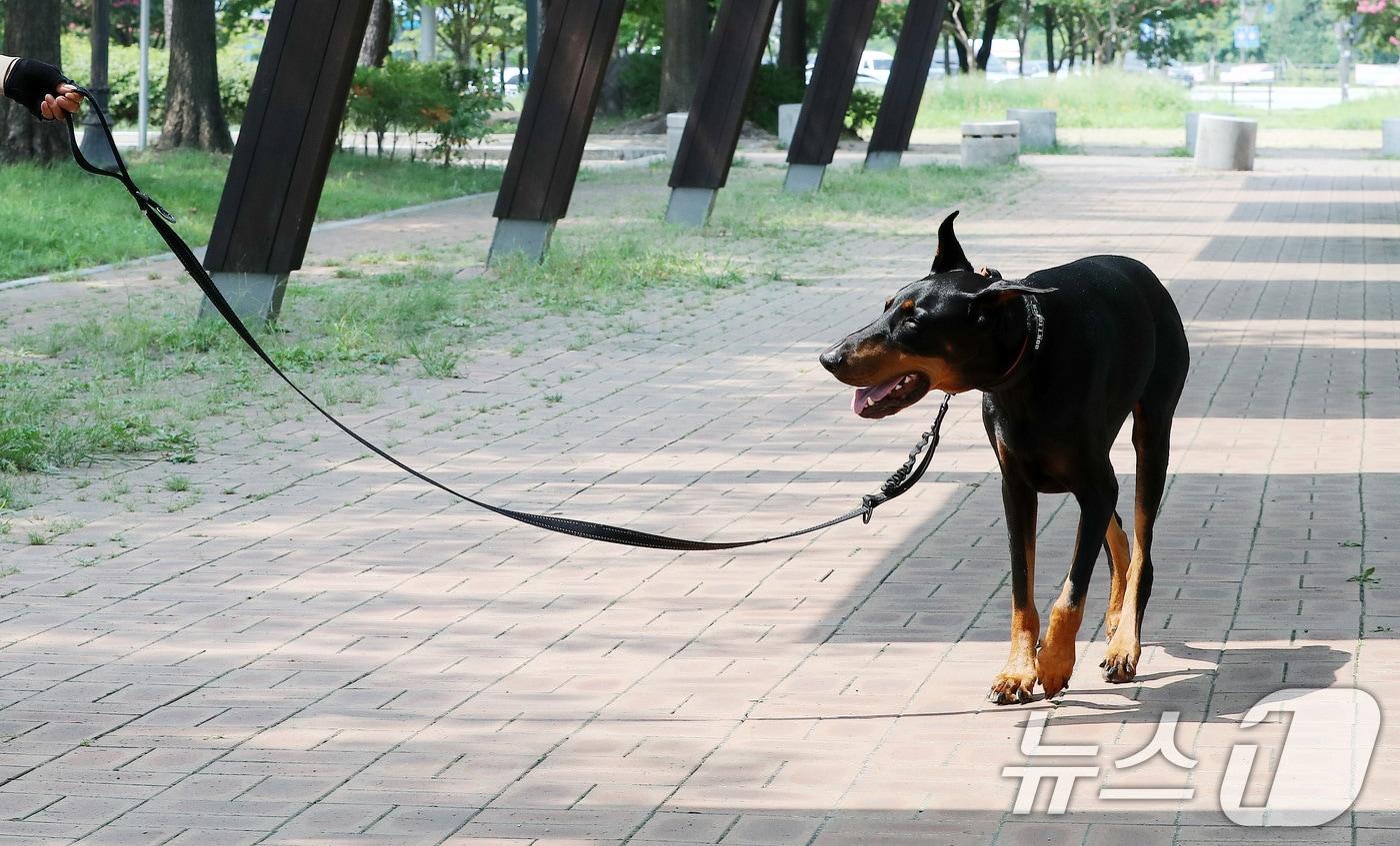 4일 서울 마포구 월드컵공원에서 한 반려견이 반려인과 함께 산책을 하고 있다. 2024.8.4/뉴스1 ⓒ News1 박세연 기자