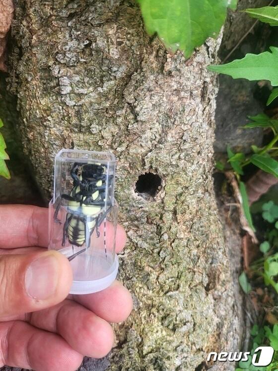 본문 이미지 - 제주에서 발견된 외래종 하늘소인 가칭 '노랑알락하늘소'.(제주도 제공)