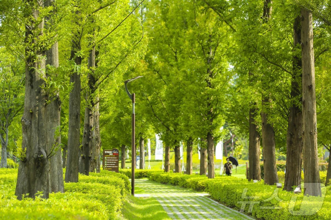 부산시민공원 메타세콰이어 도시숲 전경(부산시설공단 제공)