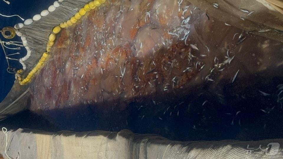 본문 이미지 - 그물에 걸린 해파리.(거제시 제공)