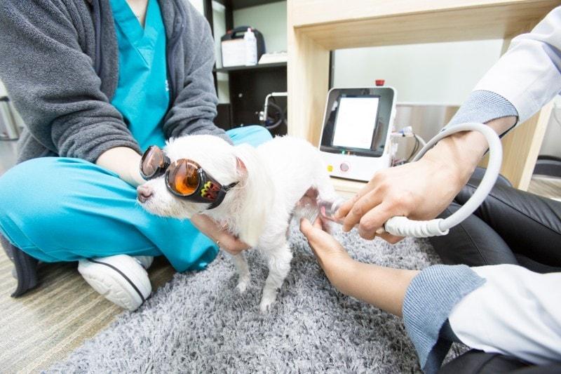본문 이미지 - 관절 레이저 치료를 받고 있는 강아지 (24시이지동물의료센터 제공) ⓒ 뉴스1