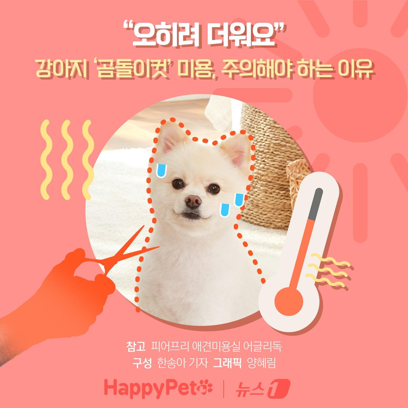 본문 이미지 - 강아지 곰돌이컷 미용, 주의해야 하는 이유 ⓒ News1 양혜림 디자이너