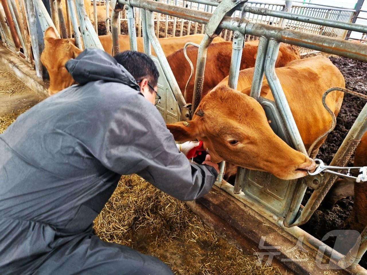 본문 이미지 - 오는 10월 전국체전을 개최하는 김해시가 지역 내 소 사육농가를 대상으로 소 럼피스킨 병 백신 일제접종에 나선다. 사진은 백신 접종 모습.&#40;김해시 제공&#41;