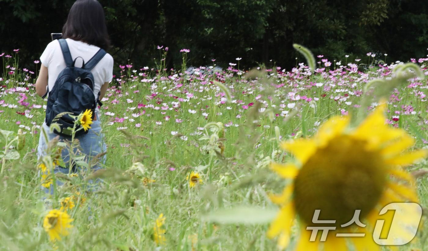 본문 이미지 - 제주시 애월읍 항파두리 항몽유적지에 해바라기와 코스모스가 함께 펴 시선을 사로잡고 있다. 2024.8.6/뉴스1 ⓒ News1 오현지 기자