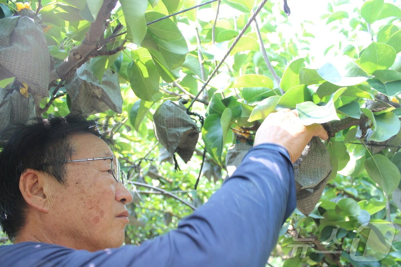 본문 이미지 - 뜨거운 햇살이 작렬하는 지난 5일 경기 화성시 정남면 제기리에서 1만 3000여㎡(4000평) 규모 배 농장을 운영 중인 김경록 씨(63)가 배나무를 살펴보고 있다. ⓒ News1 김기현 기자
