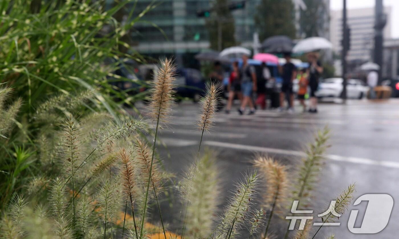 절기상 입추(立秋)인 7일 서울 종로구 종각역 인근 횡단보도에서 시민들이 우산으로 비를 피하며 걷고 있다. 2024.8.7/뉴스1 ⓒ News1 오대일 기자