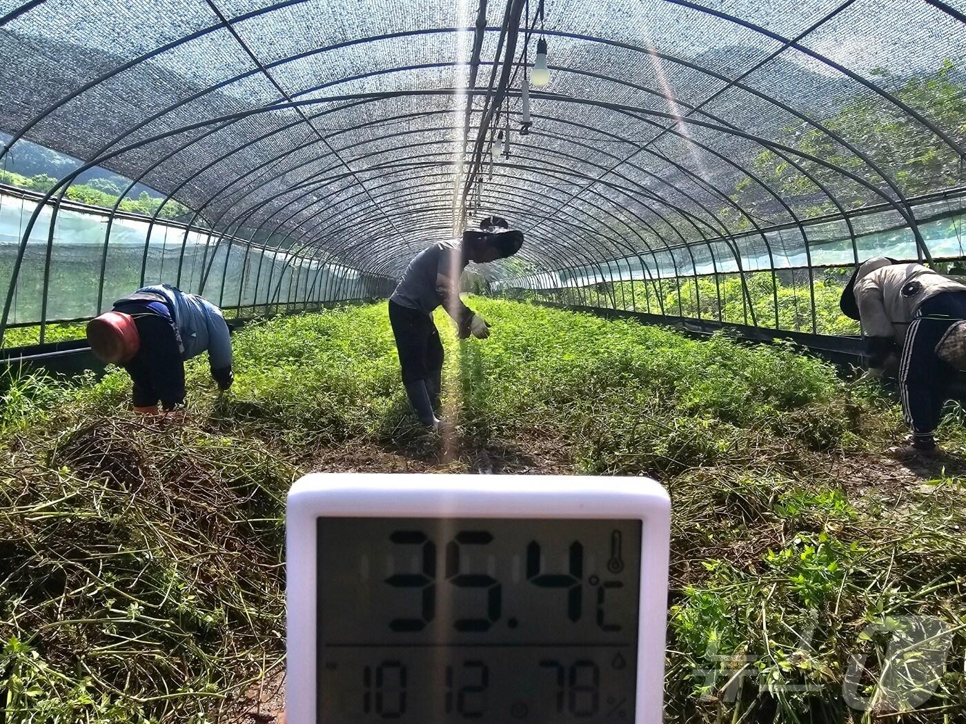 본문 이미지 - 7일 오전 경남 밀양시 상남면 남산리의 한 시설 하우스 내부에서 측정한 온도가 35.6도를 가리키고 있다. 2024.8.7. ⓒ 뉴스1 박민석 기자