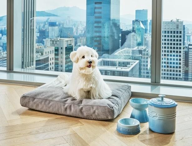 본문 이미지 - 반려동물 라이프스타일 브랜드 리카리카(likalika)는 조선호텔앤리조트의 최상급 호텔 '조선 팰리스 서울 강남'과 협업해 ‘시그니처 펫 패키지’를 선보인다고 7일 밝혔다. ⓒ 뉴스1