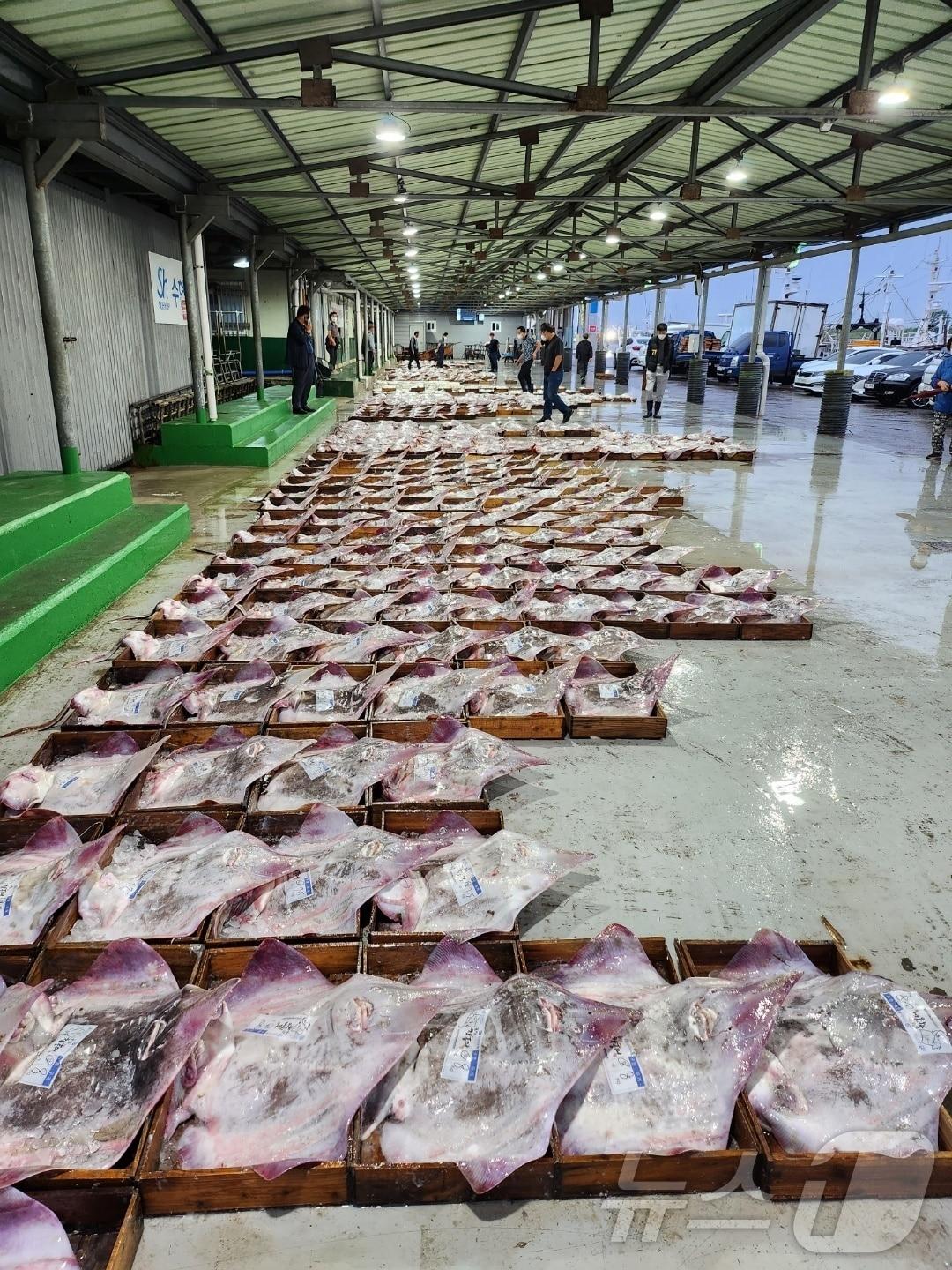 본문 이미지 - 전북자치도 군산수협 해망동 위판장에서 홍어 경매가 진행되고 있다.(군산시 제공) 2024.8.7/뉴스1