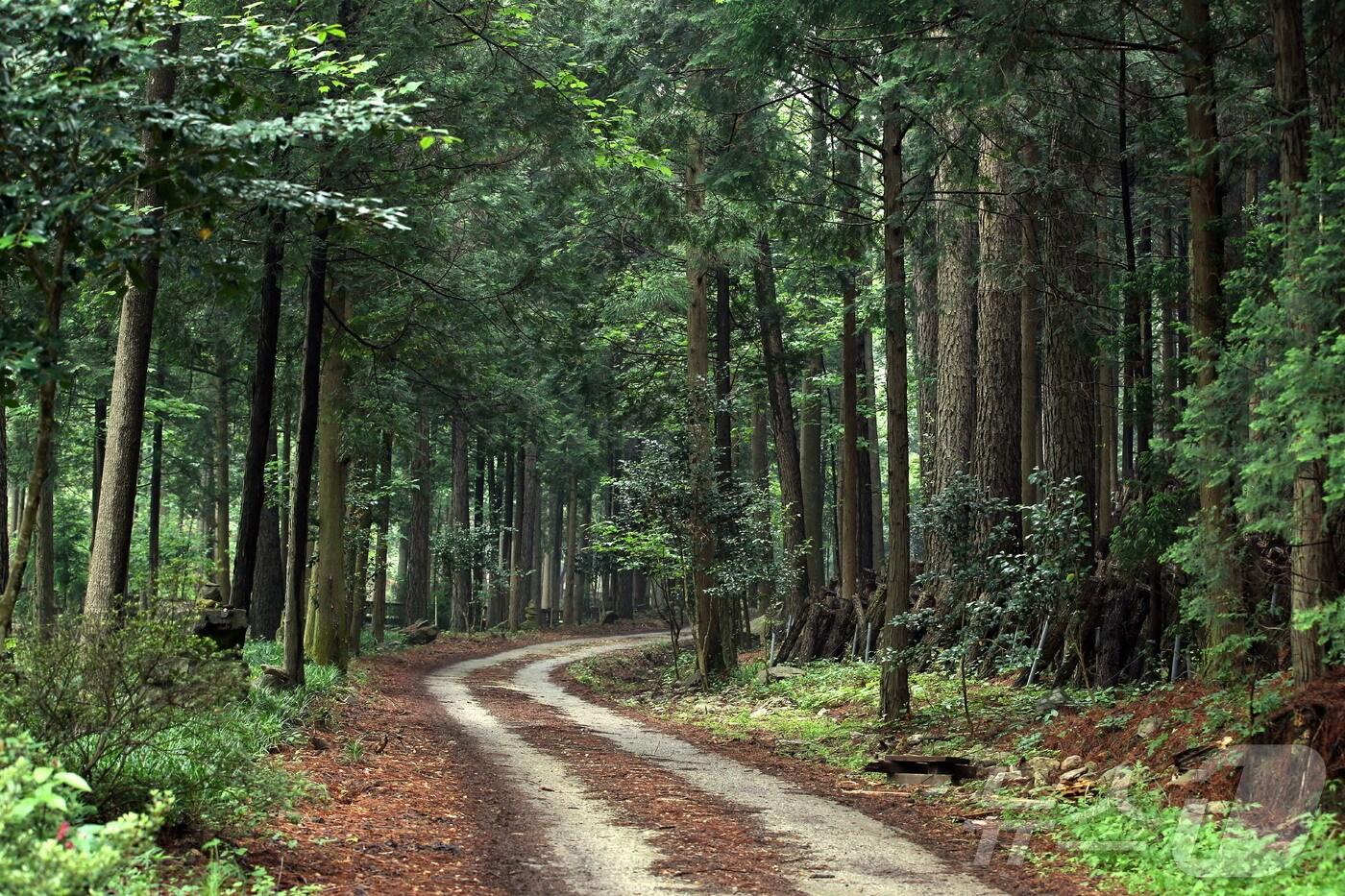 전남 강진 초당림. ⓒ News1