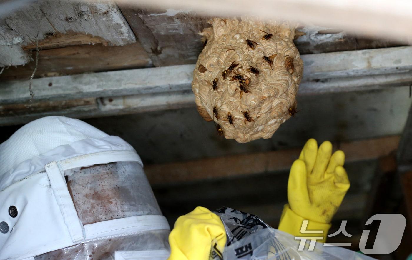말벌 자료사진.뉴스1 ⓒ News1 김기태 기자