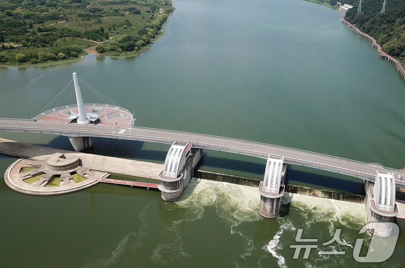 지난해 8월 낙동강 강정고령 지점&#40;강정고령보 상류 7㎞&#41;에 발생한 조류. 2024.8.9/뉴스1 ⓒ News1 자료 사진