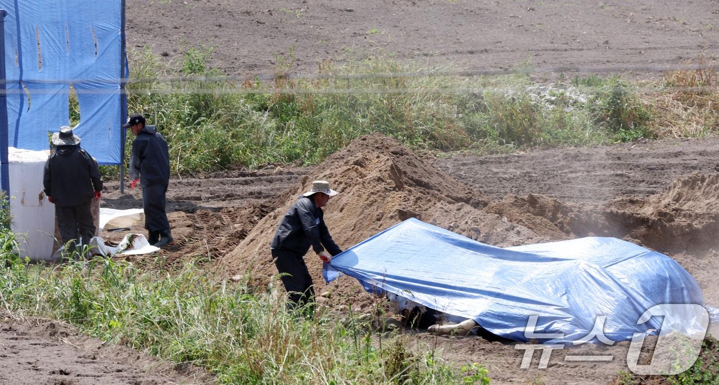 경기도 이천시 한 젖소농장&#40;60여마리 사육&#41;에서 럼피스킨이 발병돼 가축위생방역지원본부 관계자들이 양성인 젖소를 살처분하고 있다. ⓒ News1 김명섭 기자