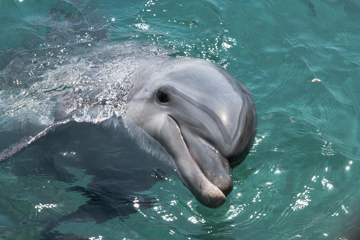본문 이미지 - 최근 돌고래 체험시설 거제씨월드에서 태어난 새끼 돌고래가 태어난 지 열흘 만인 지난 8일 사망했다. (사진 이미지투데이) ⓒ 뉴스1