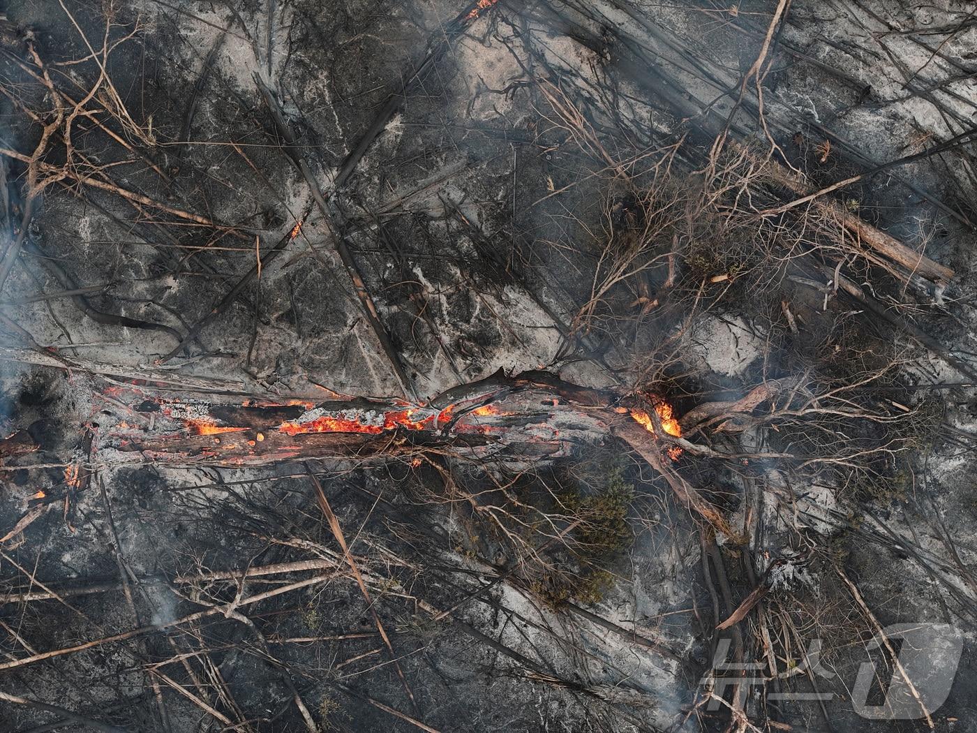 본문 이미지 - 8일(현지시간) 브라질 아마조나스주 후마이타 아마존 열대우림 지역에서 발생한 화재 현장. 2024.9.8 ⓒ 로이터=뉴스1 ⓒ News1 윤주현 기자