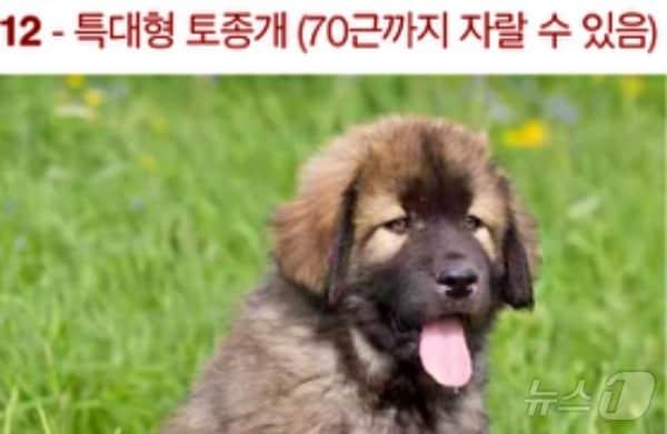 본문 이미지 - 쿠팡에 올라온 강아지 판매글(독자 제공) ⓒ 뉴스1