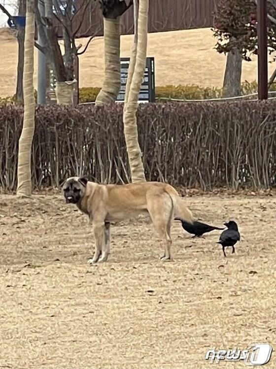 본문 이미지 - 지난 1월 부산시민공원에 나타난 들개.(부신시설공단 제공) 