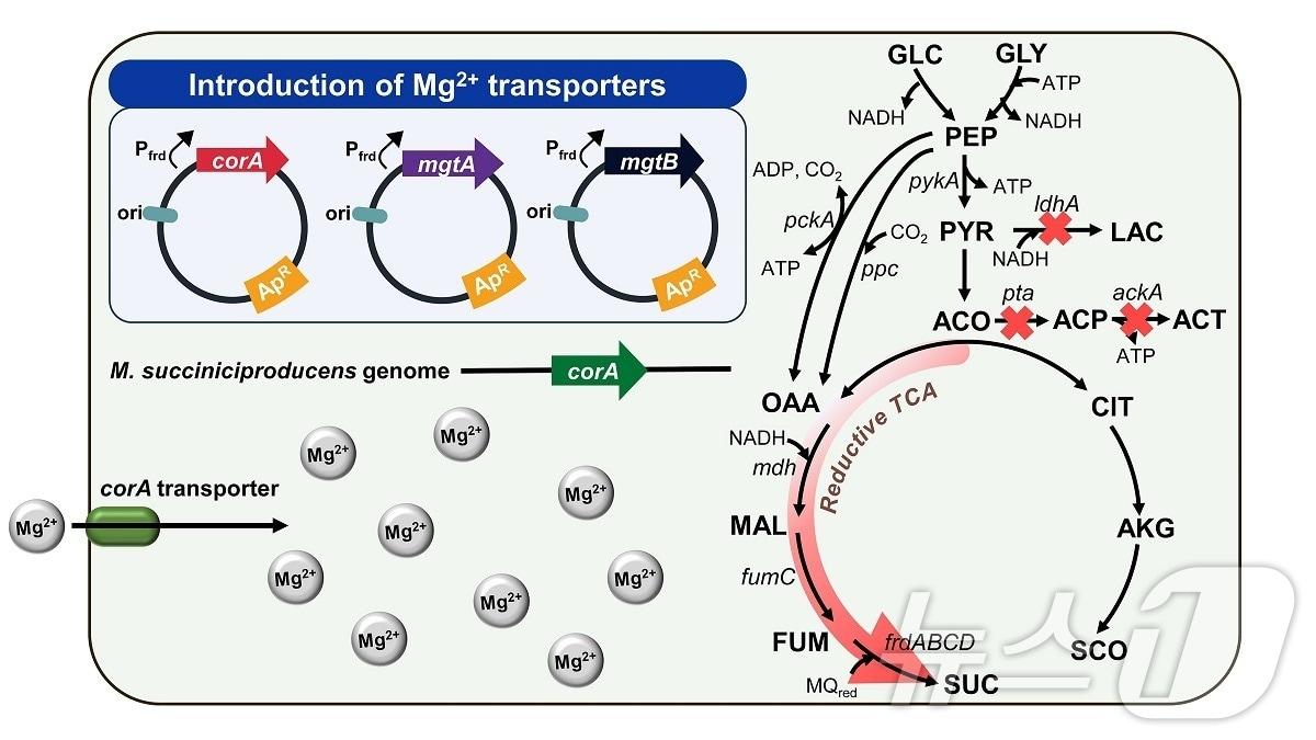 본문 이미지 - 고효율 숙신산 생산을 위한 미생물 균주 개발 모식도.(KAIST 제공)/뉴스1