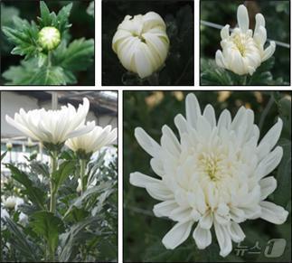 본문 이미지 - 국화국내육성품종(부산시농업기술센터 제공)