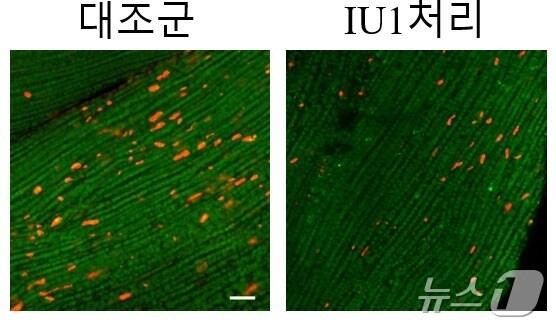 본문 이미지 - IU1 약물 처리 시 초파리 근육 내 잠재독성단백질체 감소. (중앙대 제공)/뉴스1