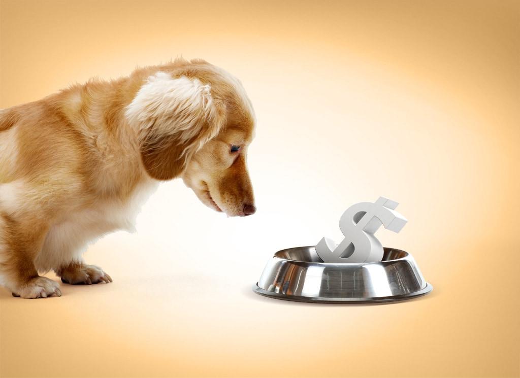 본문 이미지 - 비쌀수록 더 좋은 사료일까. (사진 이미지투데이) ⓒ 뉴스1