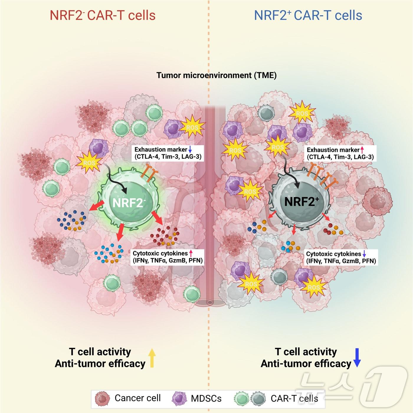 본문 이미지 - 부산대 의과대학 융합의과학과 홍창완 교수 연구팀은 CAR-T 세포의 항암 면역반응에서 활성산소(ROS)에 반응하는 Nrf2 전사인자의 역할을 규명하고, 기존 혈액암뿐만 아니라 고형암에도 적용 가능한 CAR-T 세포 치료기술의 가능성을 확인했다고 12일 밝혔다. (부산대 제공)