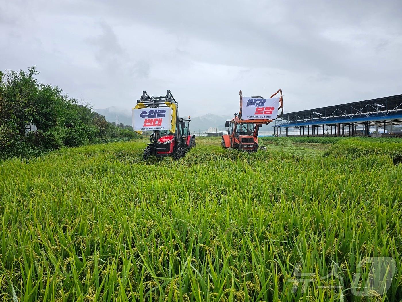 본문 이미지 - 12일 강원 춘천시 신북읍 유포리의 한 논에서 전국농민회총연맹 강원도연맹과 춘천농민회가 쌀값 보장과 쌀 수입 반대를 촉구 논 갈아엎기 투쟁을 벌이고 있다.(전국농민회총연맹 강원도연맹 제공) 2024.9.12/뉴스1