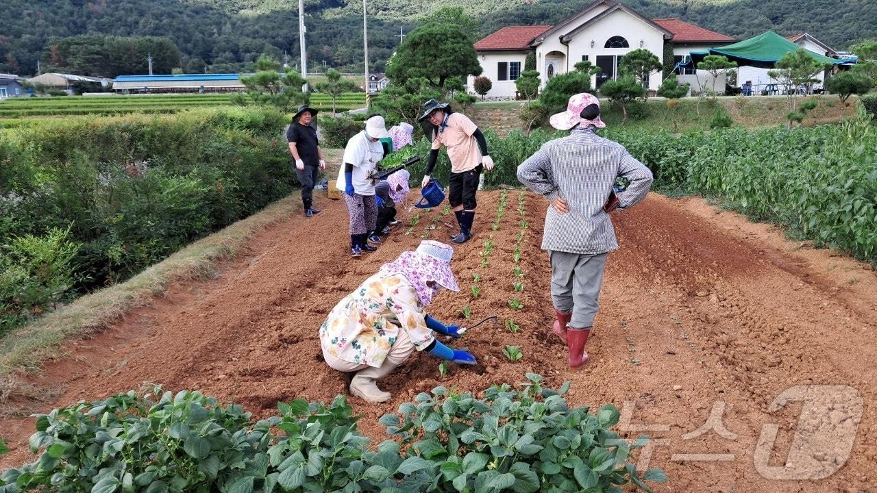본문 이미지 - 밀양시 '농촌에서 살아보기'에 참여한 참가자들이 밭 이랑을 고르고 파종에 나서고 있다.(밀양시 제공)