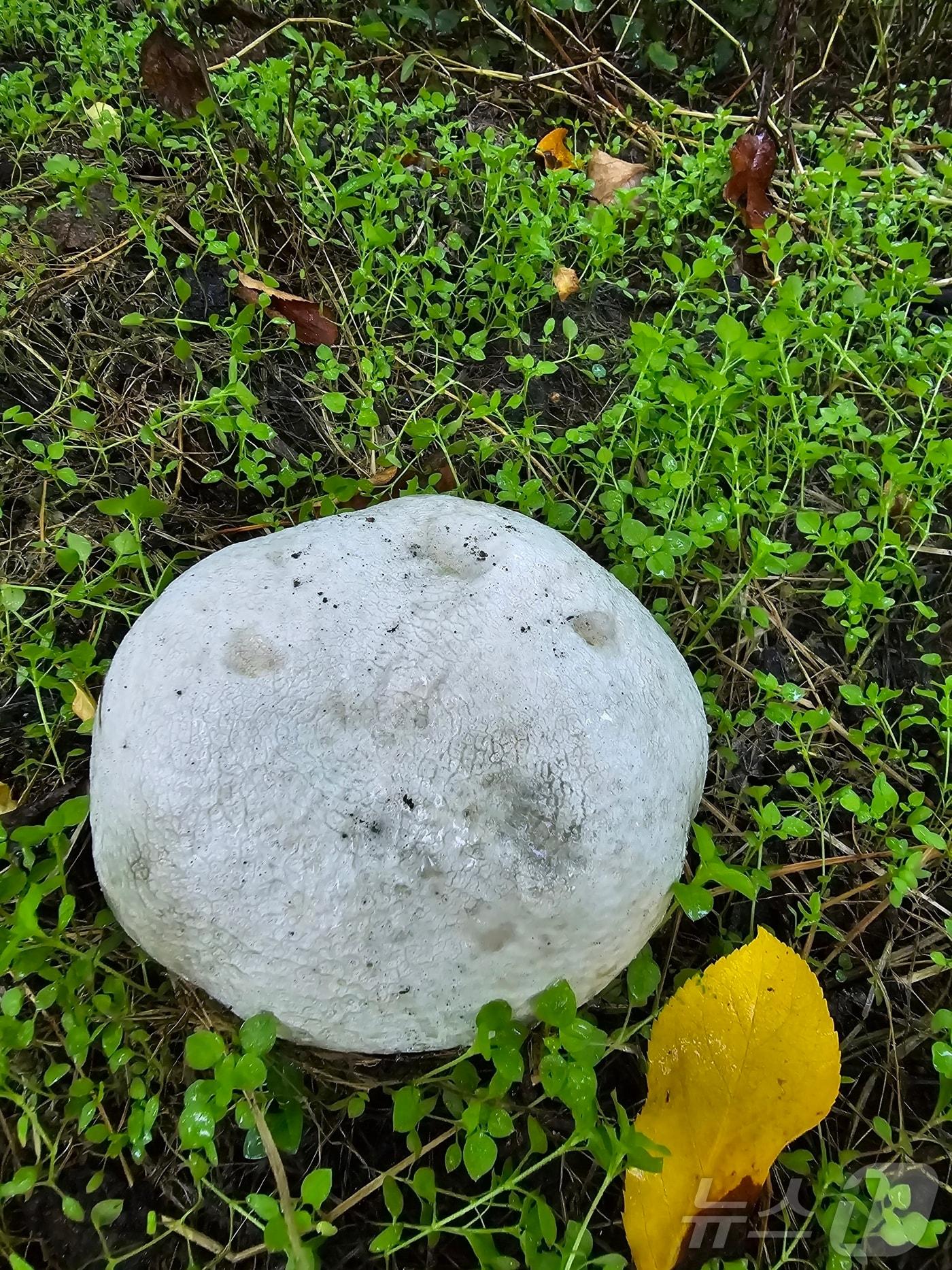 본문 이미지 - 전북자치도 남원시 운봉읍 화신마을에서 발견된 댕구알버섯.(남원시 제공)/뉴스1