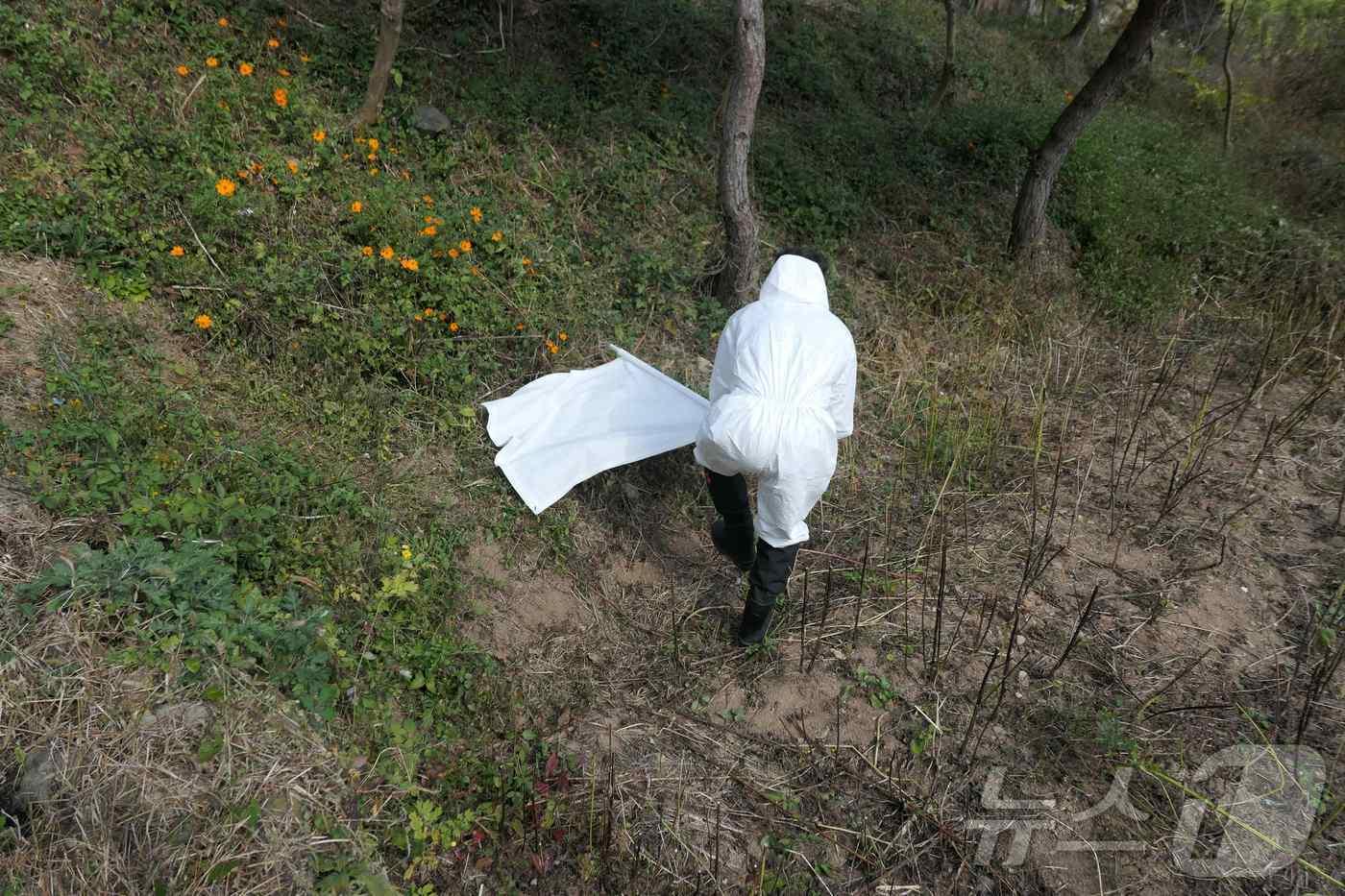 본문 이미지 - 진드기 플레깅 모습.(전남도 제공) 2024.9.13/뉴스1