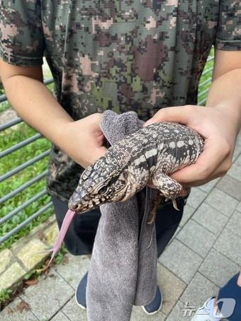 본문 이미지 - 포획된 도마뱀(김포소방서 제공) / 뉴스1