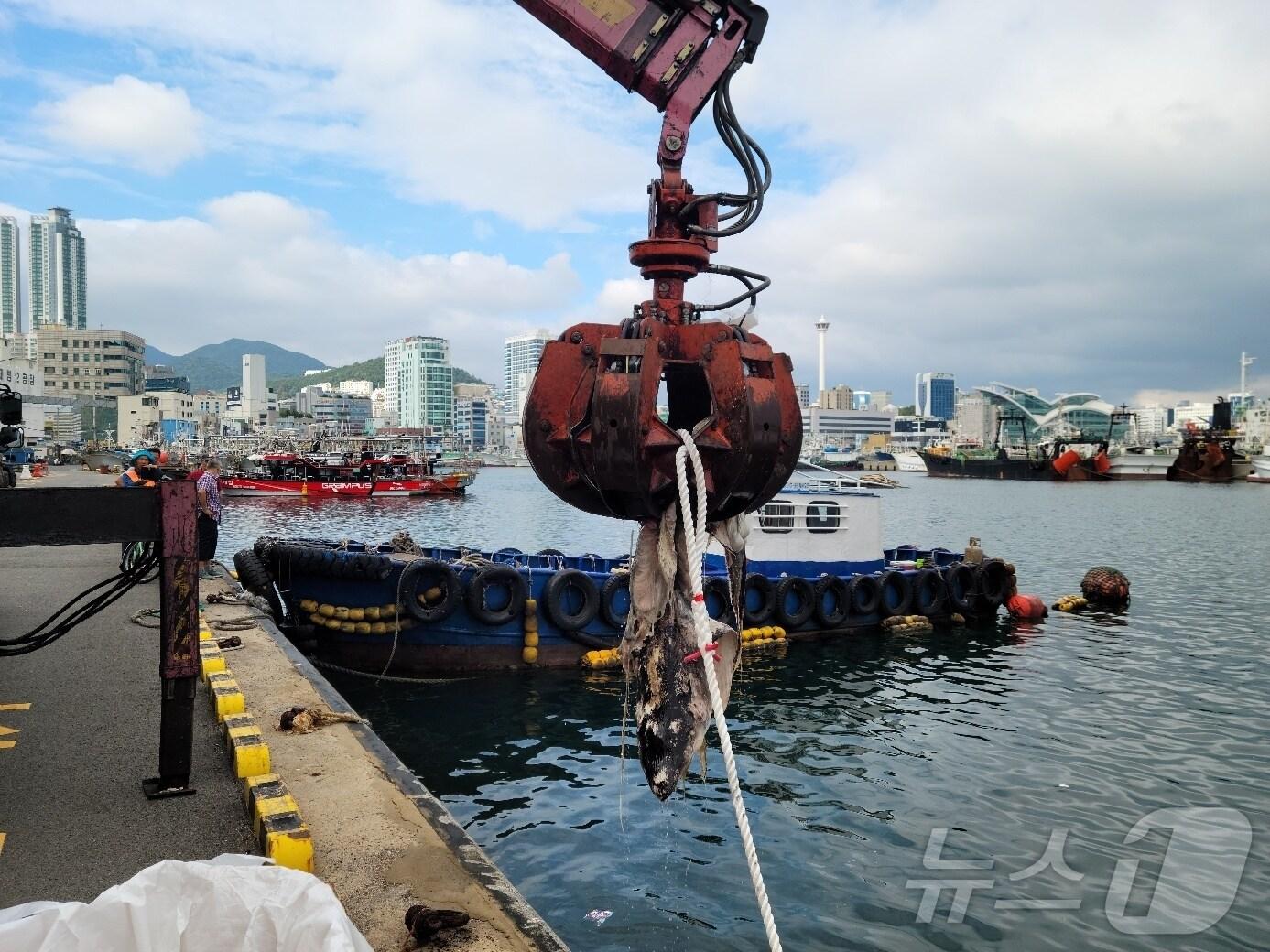 본문 이미지 - 부산해경이 청새리상어 사체를 인양하고 있다. (부산해경 제공)
