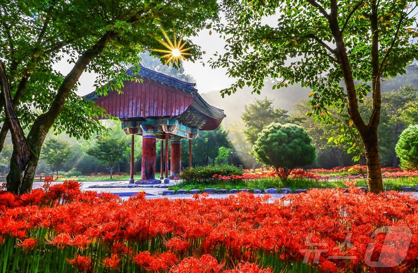 본문 이미지 - 고창 선운산 일주문 앞 꽃무릇(자료사진)