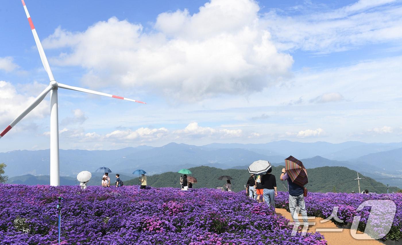 경남 거창군 감악산 별바람언덕에서 관광객들이 활짝 핀 아스타꽃을 감상하고 있다. &#40;거창군 제공&#41; 2024.9.19/뉴스1
