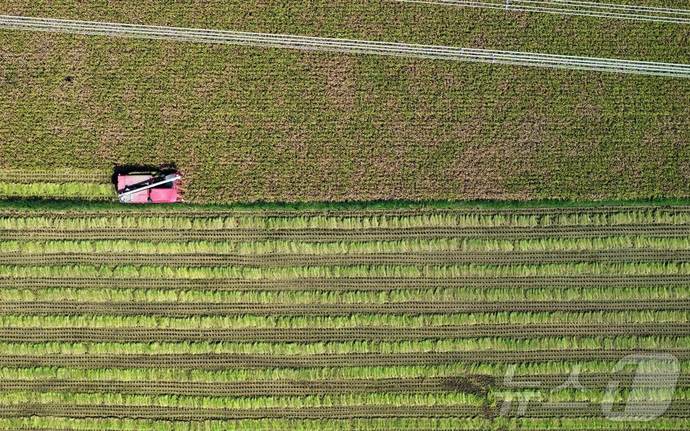 광주 북구 월출동 일대 들녘에서 한 농부가 콤바인으로 벼 베기를 하고 있다. /뉴스1 DB