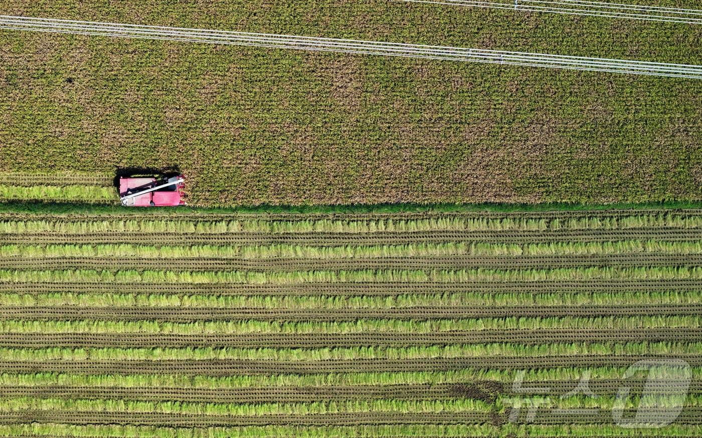 본문 이미지 - 들녘에서 한 농부가 콤바인으로 벼 베기를 하고 있다.(광주 북구 제공)ⓒ 뉴스1 박지현 기자
