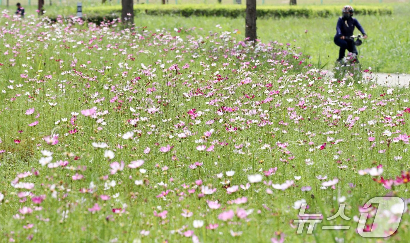 본문 이미지 - 경남 양산시 물금읍 황산공원에 활짝 핀 코스모스 옆으로 한 시민이 자전거를 타고 있다. 2024.9.2/뉴스1 ⓒ News1 윤일지 기자