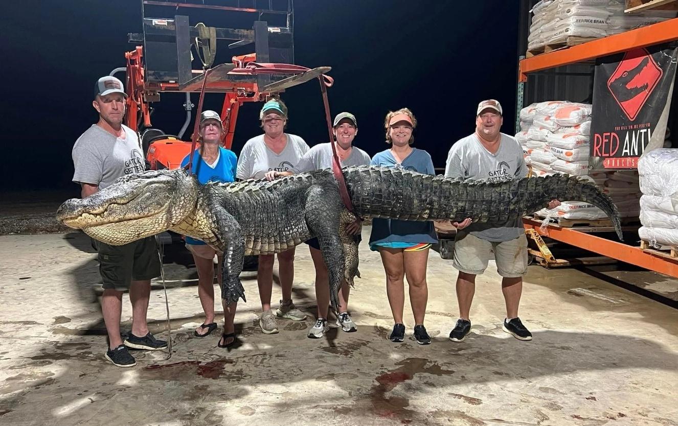 본문 이미지 - 미국 미시시피주 야주강에서 길이 4.2m, 무게 363㎏에 달하는 초거대 악어가 잡혀 사냥꾼들이 기념 촬영을 하고 있다. <출처=메건 새서 페이스북>