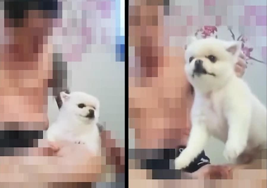 본문 이미지 - 동물자유연대는 지난달 12일 한 인터넷 방송에서 남성 BJ가 반려견을 폭행했다는 제보를 받았다. (동물자유연대 제공) ⓒ 뉴스1