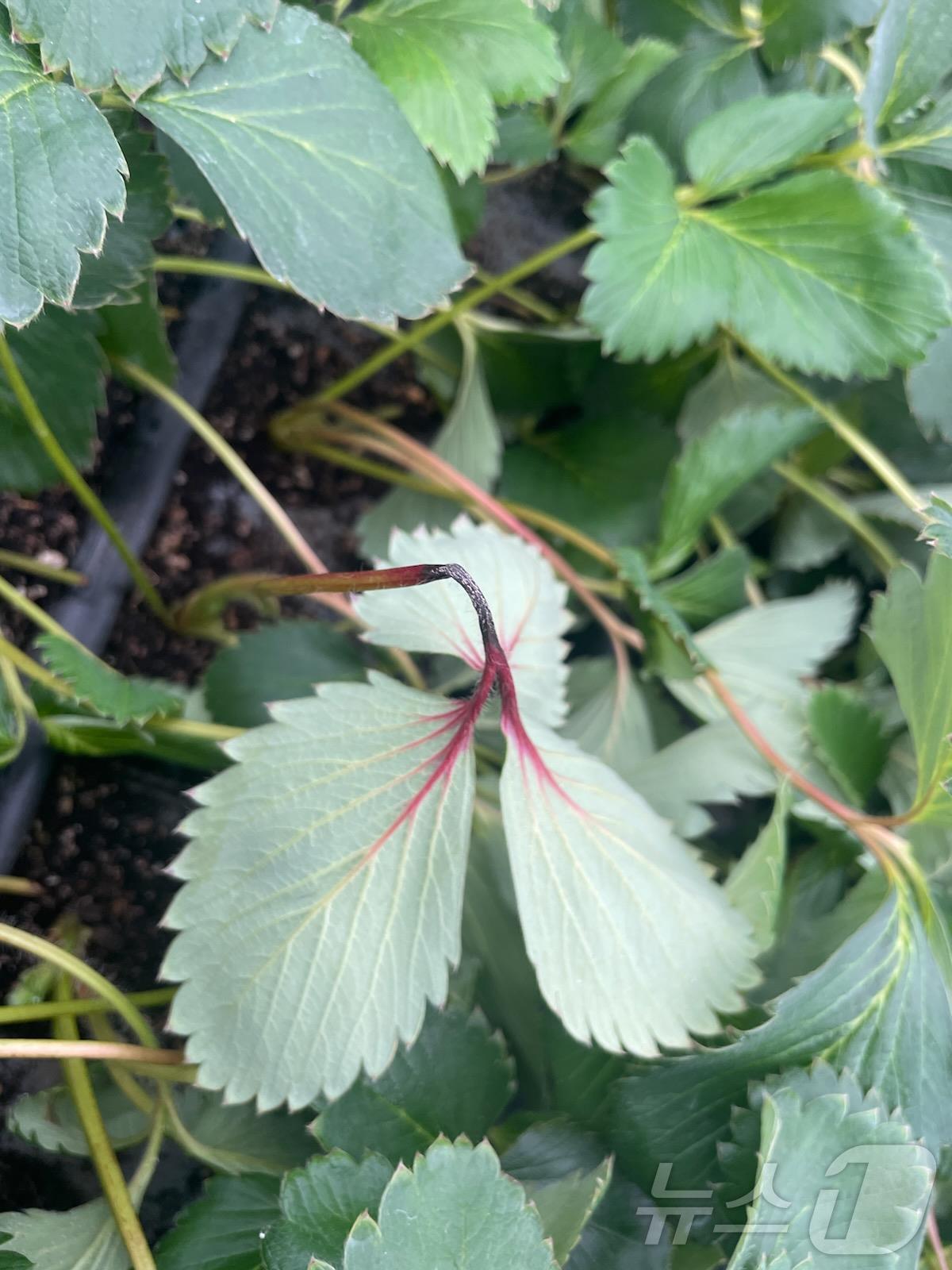 본문 이미지 - 딸기 탄저병