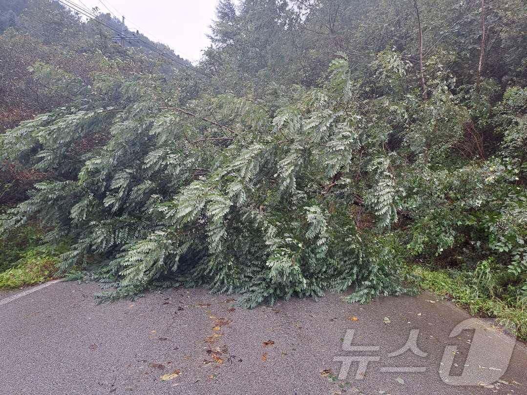 본문 이미지 - 21일 오전 8시 52분쯤 강원 평창군 용평면 이목정리 도로에 쓰러진 나무. (강원도 소방본부 제공) 2024.9.21/뉴스1
